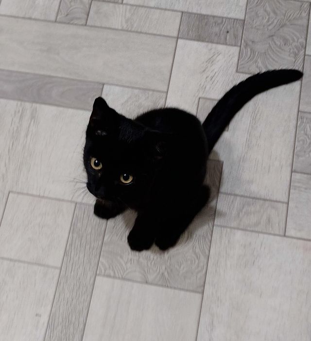 Котенок, 5 месяцев, мальчик!