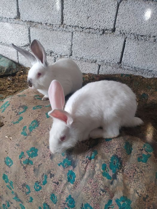 Продаются кролики