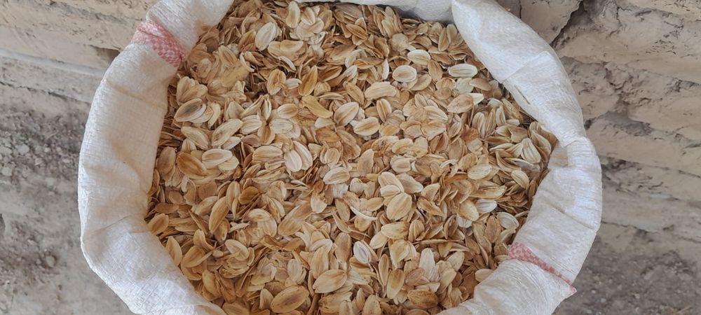 Семена Ферулы Асафетиды