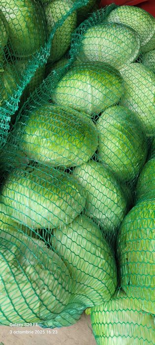 vand varza de toamnă plata