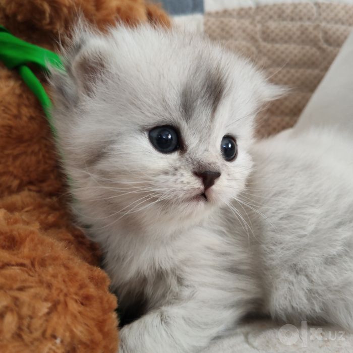Котята вислоухий продаются кошки мущук