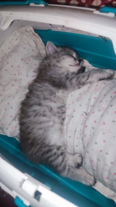 Продам котёнка мальчик