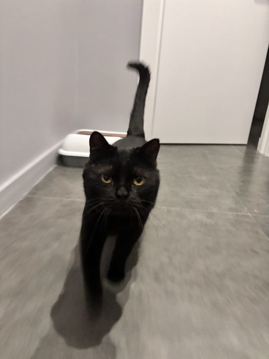 Срочно отдам кота британца