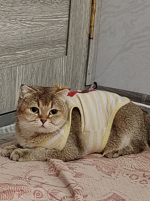 Британская короткошёрстная золотистого окраса.