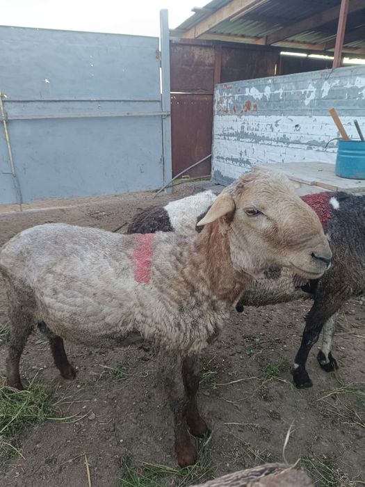 Екі қошқар сатылады.