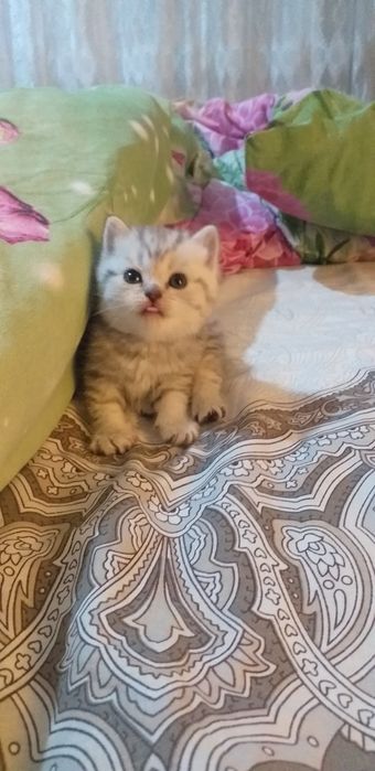 Продаются помпушки