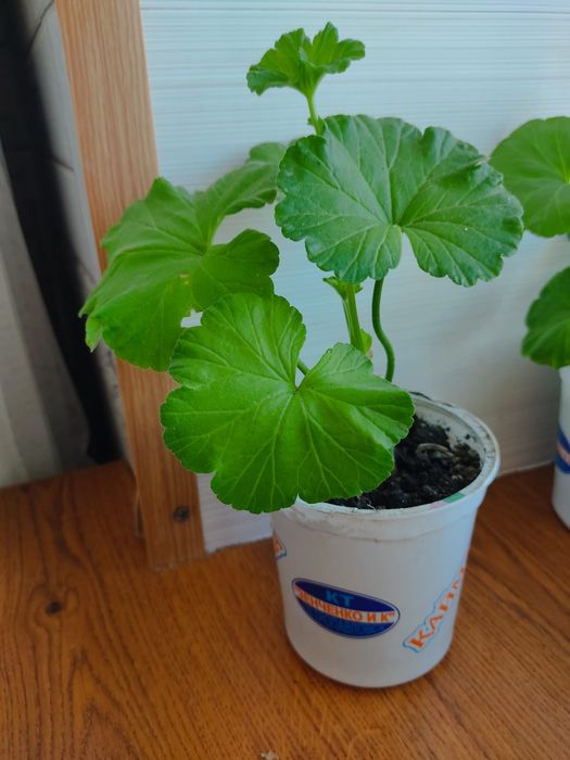 Разебудная пеларгония