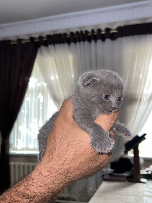 Продаются британские котята (scottish fold)