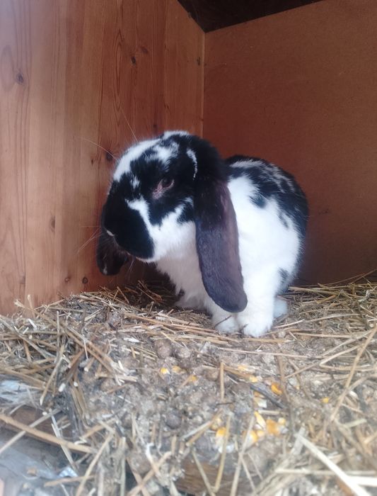 Vând  sau schimb iepuri berbec german