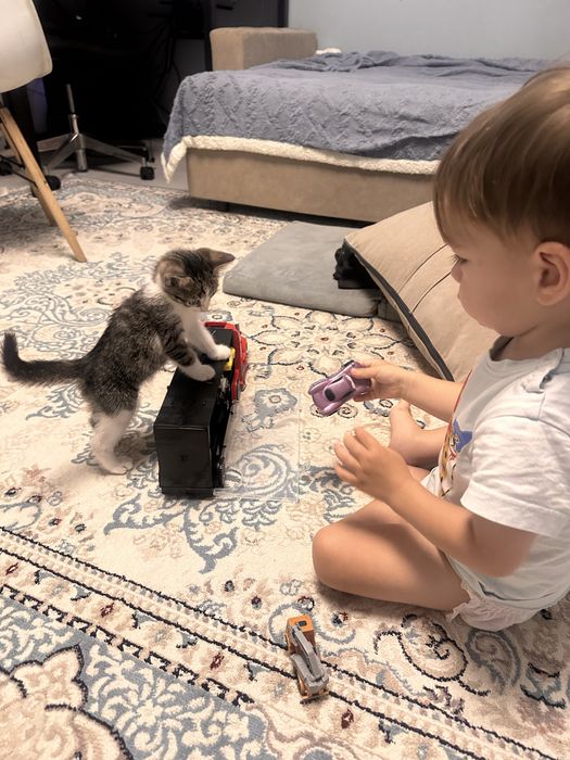 Отдам котенка мальчик