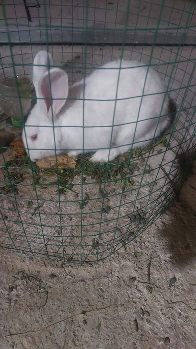 quyon sotilad srochniy