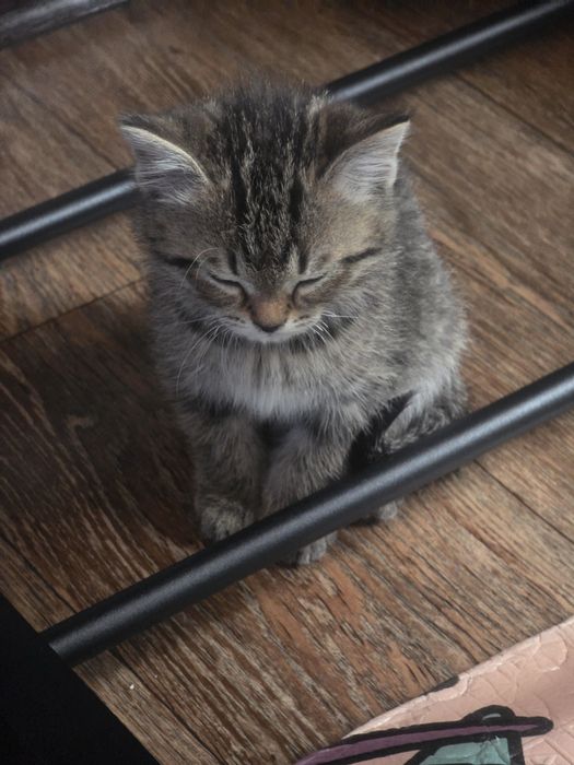 Котенок мальчик 4 месяца