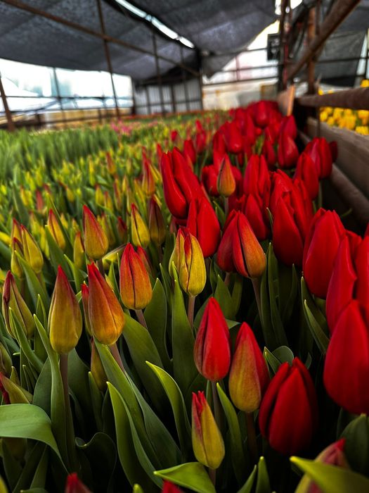 Оптом и розницу Голландские тюльпаны