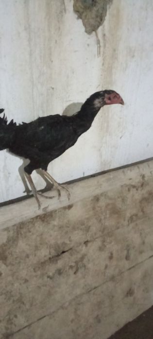 Kulangi tovuqlari sotiladi