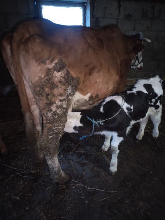 Vind 2 vaci cu vutei