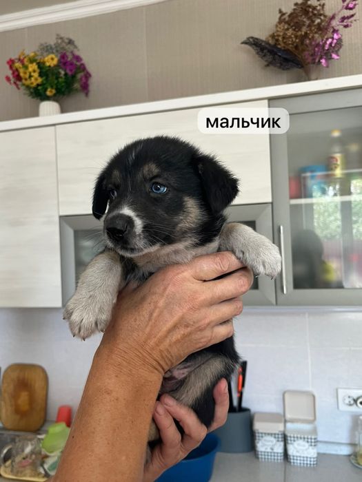 Ищем любящих хозяев для щенков