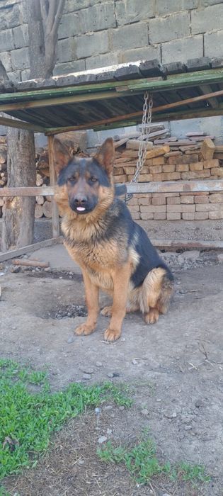 Продам немецкую овчарку !