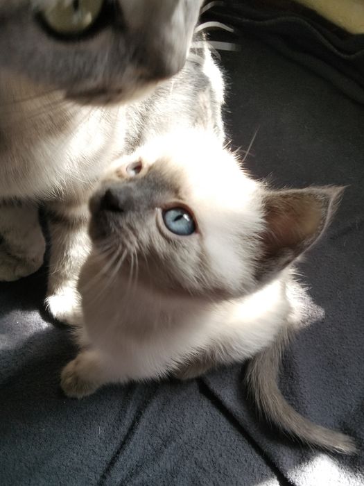 Продам котят  1000