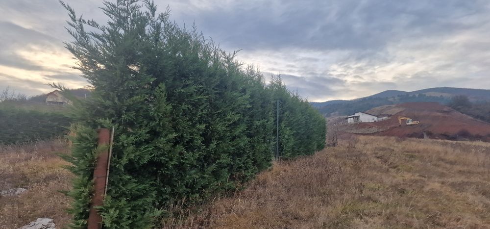 Vand teren intravilan 480 m2  Micesti Tarnita