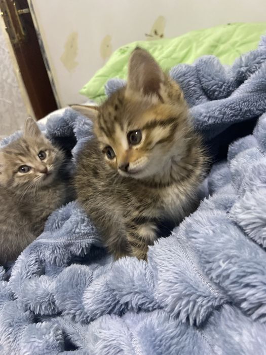 Отдам котят бесплатно