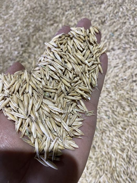 Сұлы сатамын, Продам овес