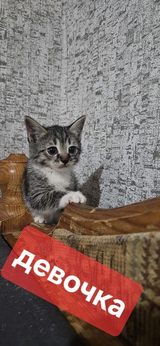 Котята ищут хозяев