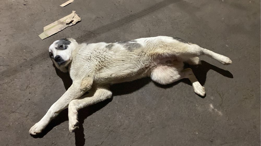 Алабай кушыкк