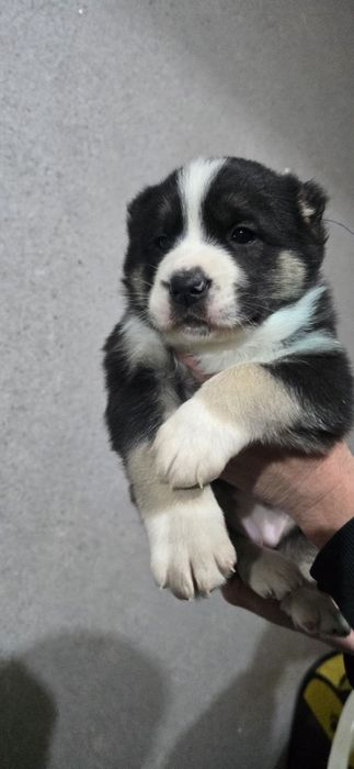 Срочно Щенки Алабая, 25 дней