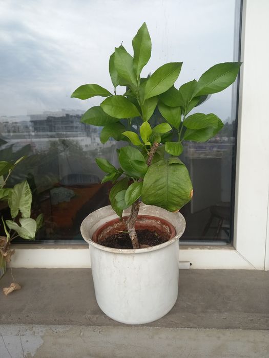 Многогодишен зелен храст. Euonymus japonicus, драцена, лирата,