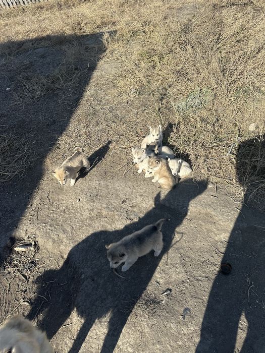 продам щенков хаски