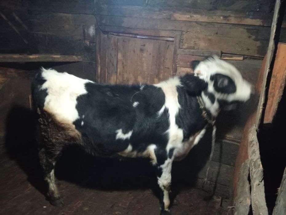 Продам 3бычок 4тёлка оптом