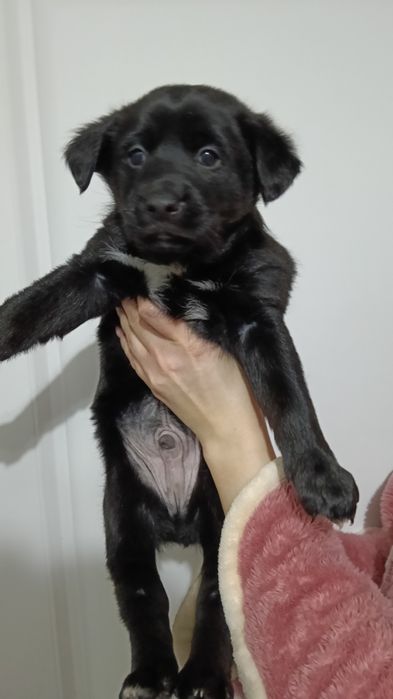 Отдам щенят в любящие и добрые руки