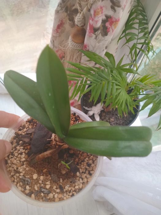 Продам.    цветы