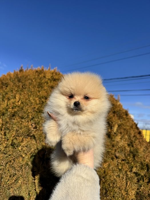 Померан померанче