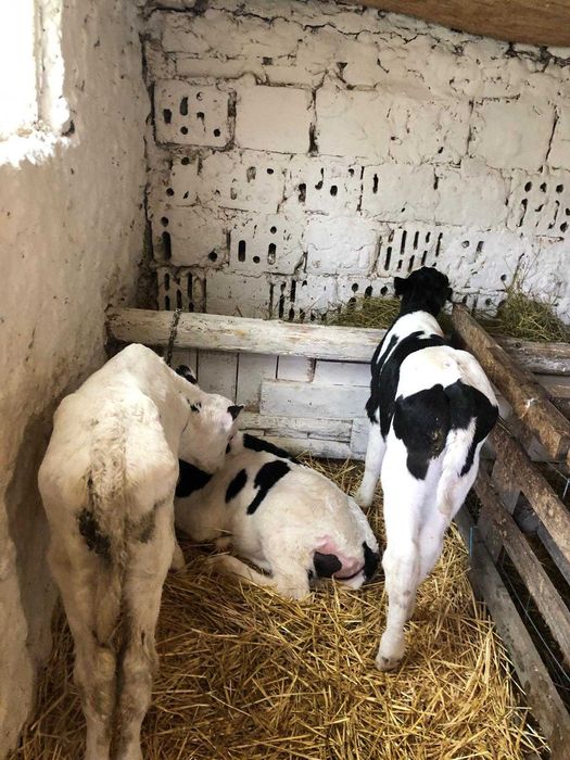 Tăuraș pe negru de o săptămână