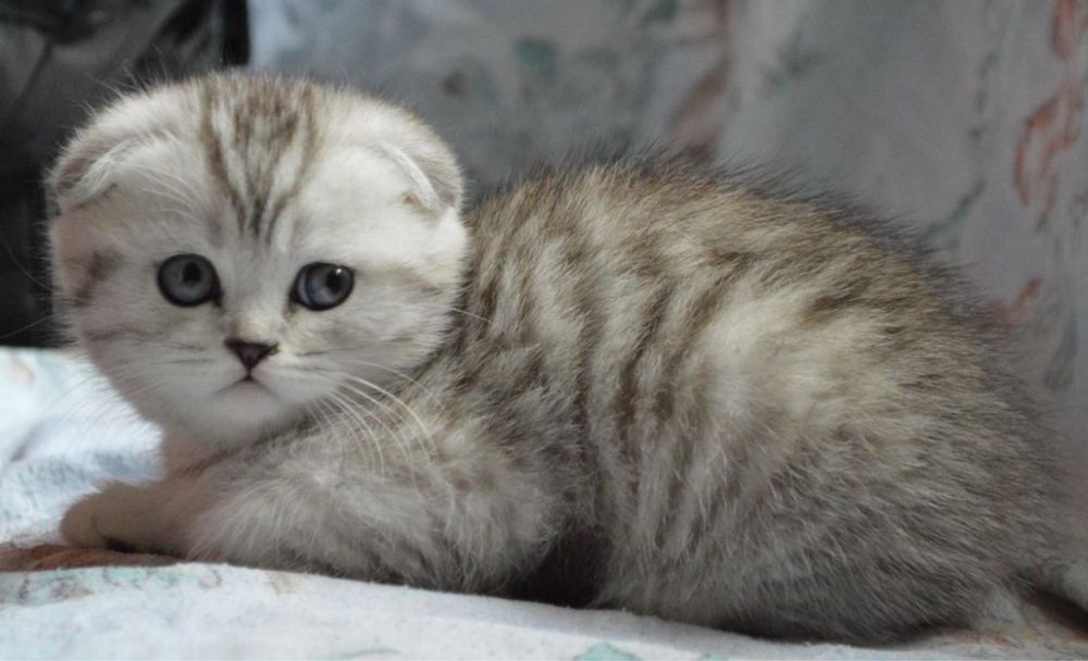 Продаётся пародистый котят