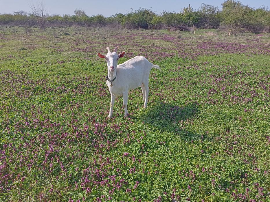 Lapte de capră  Saanen