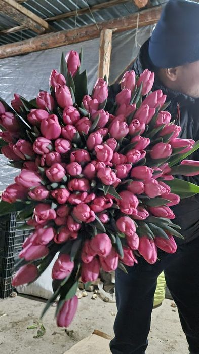 Тюльпаны крупные оптом