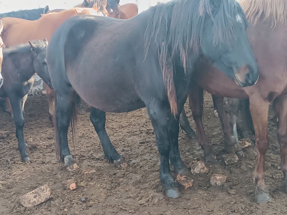 Семиз табындагы жылкылар