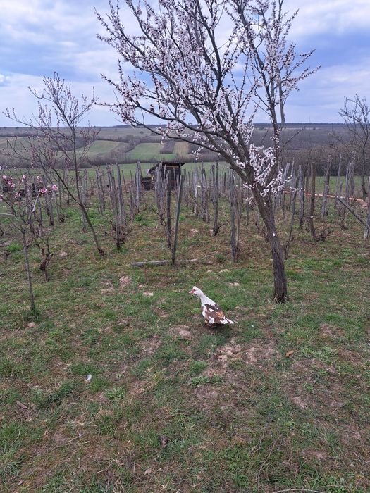 Ouă de rață mută