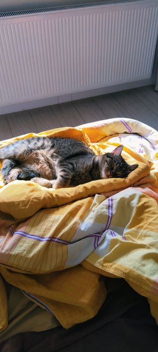 Отдам кота Гучии