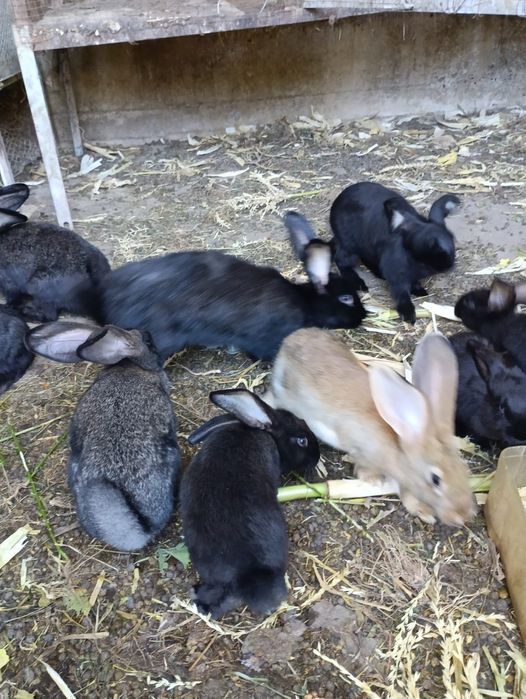 Продаются кролики