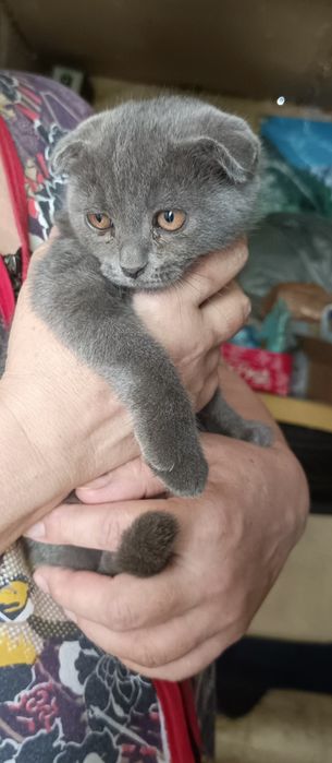 Продаю вислоухих кошек.