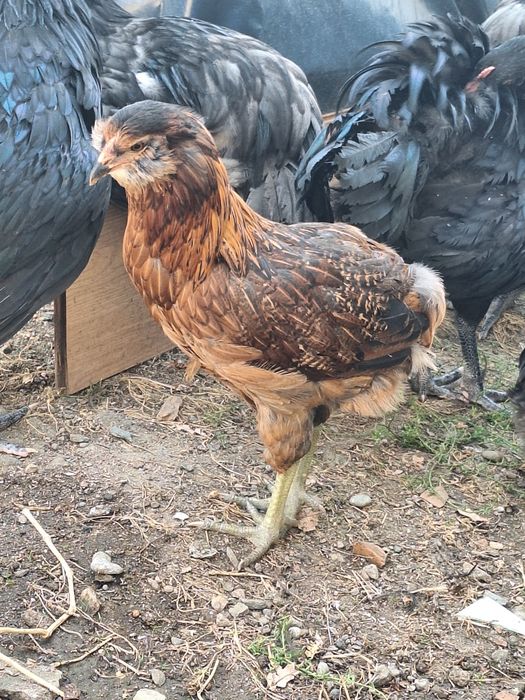 Cocosi si gaini araucana