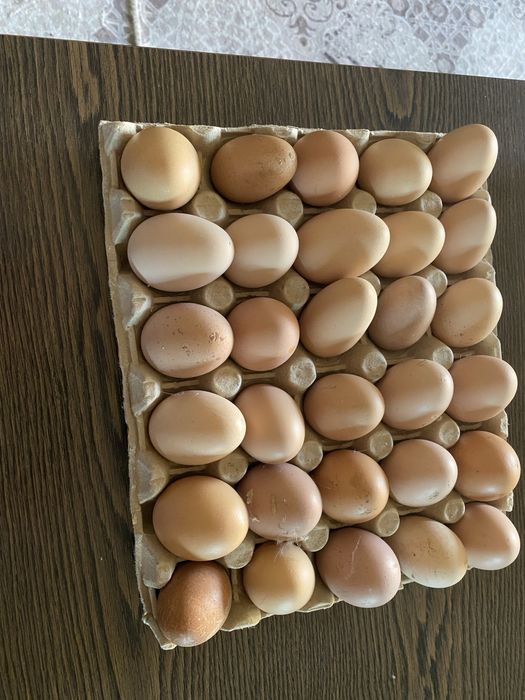 Oua Brahma de vanzare