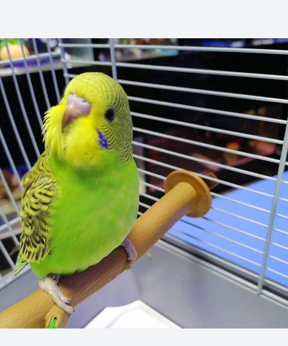 Кореллы птенцы ручные