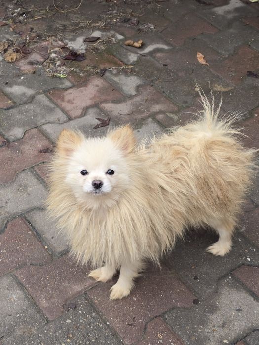 Femela Pomeranian cu Pedigree FCI+Pasaport