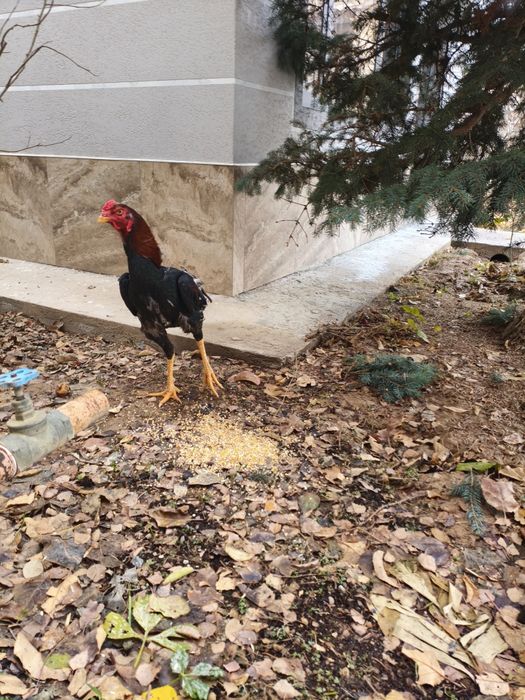 Продается бойцовский петух