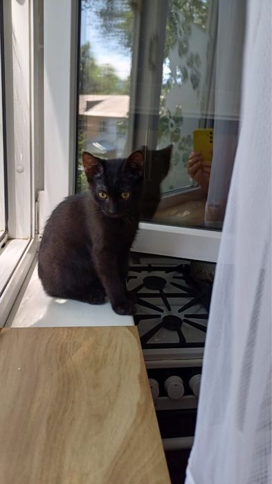 Котенок в добрые руки