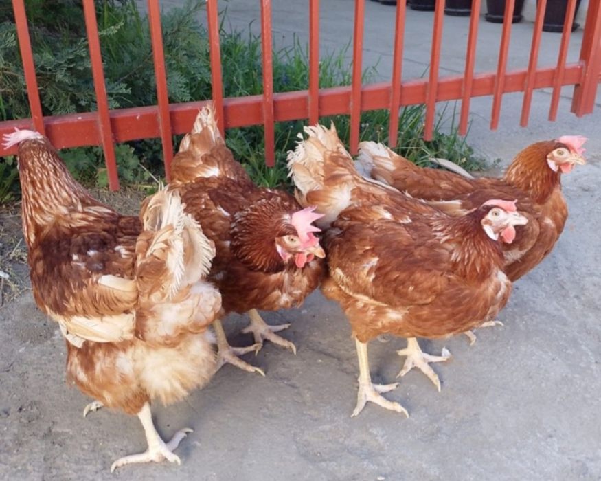 Găini roşii ouătoare